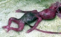 abortion picture 24